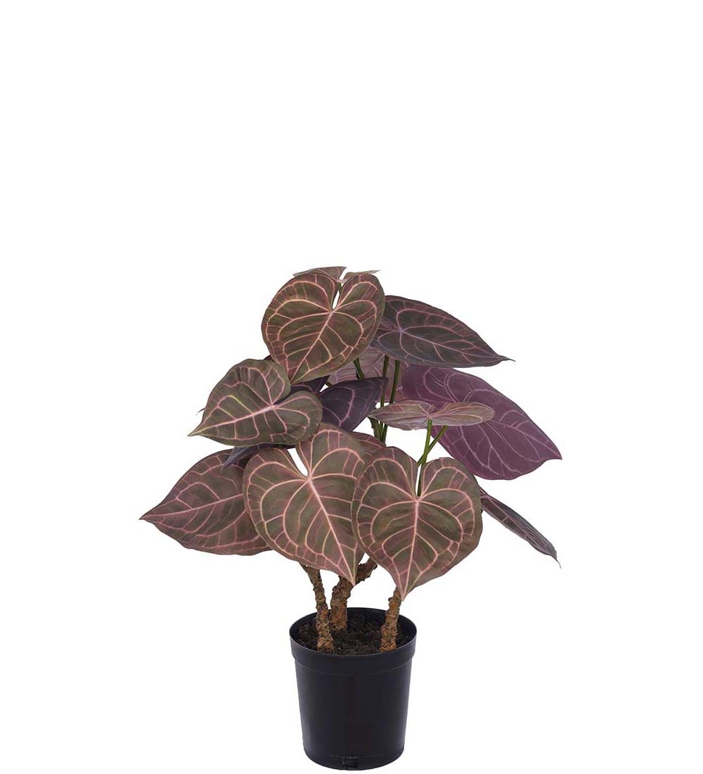 Anthurium