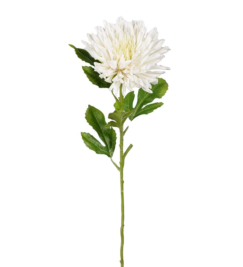 Chrysanthemum