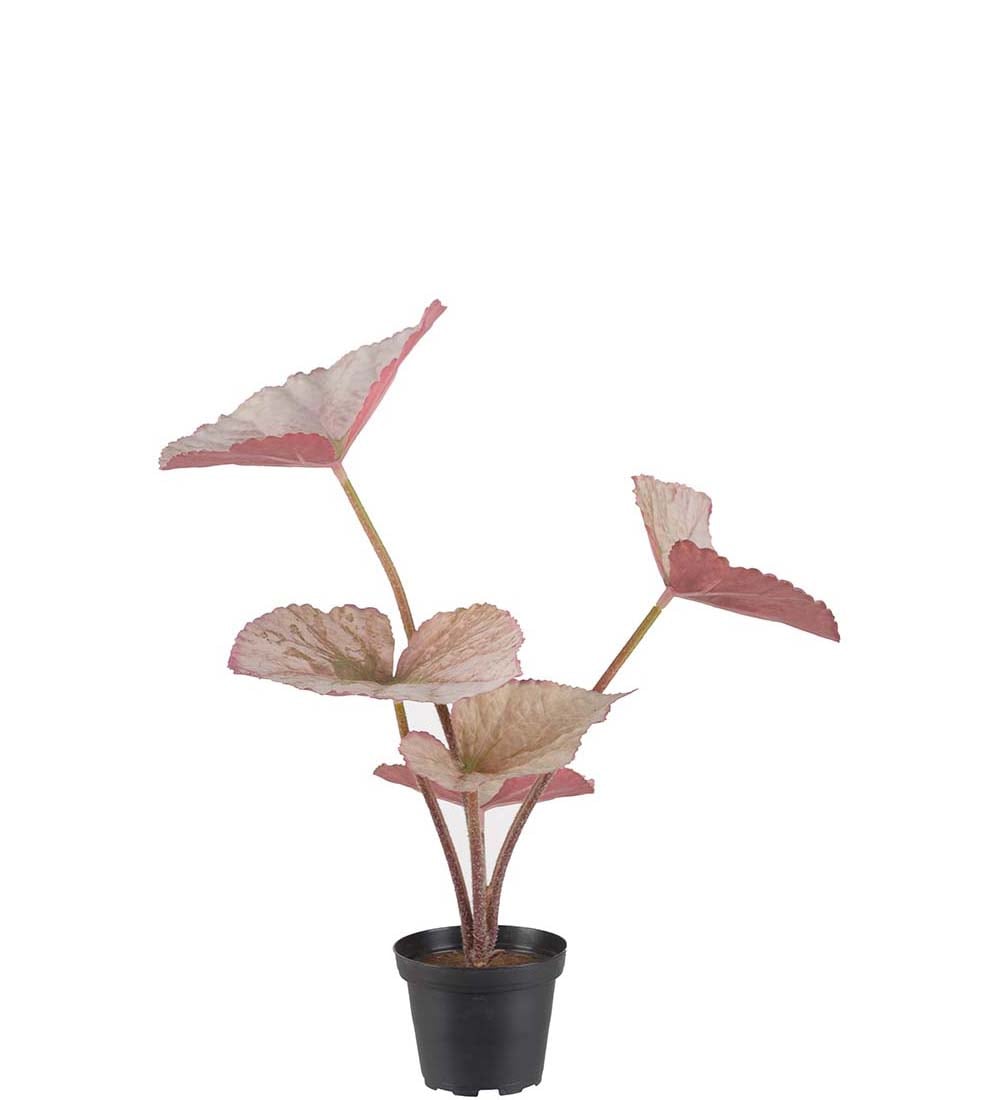 Rexbegonia