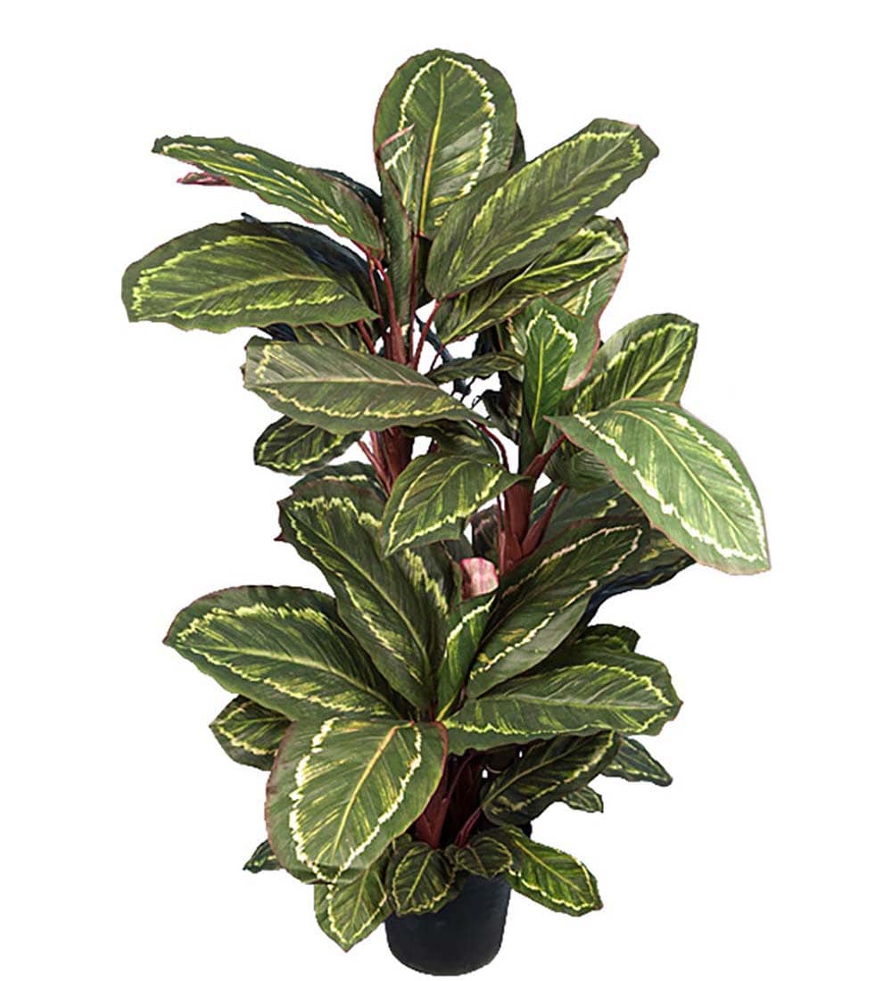 Maranta