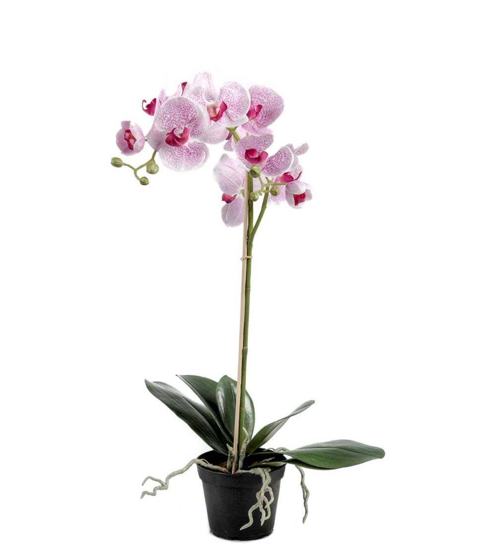 Phalaenopsis