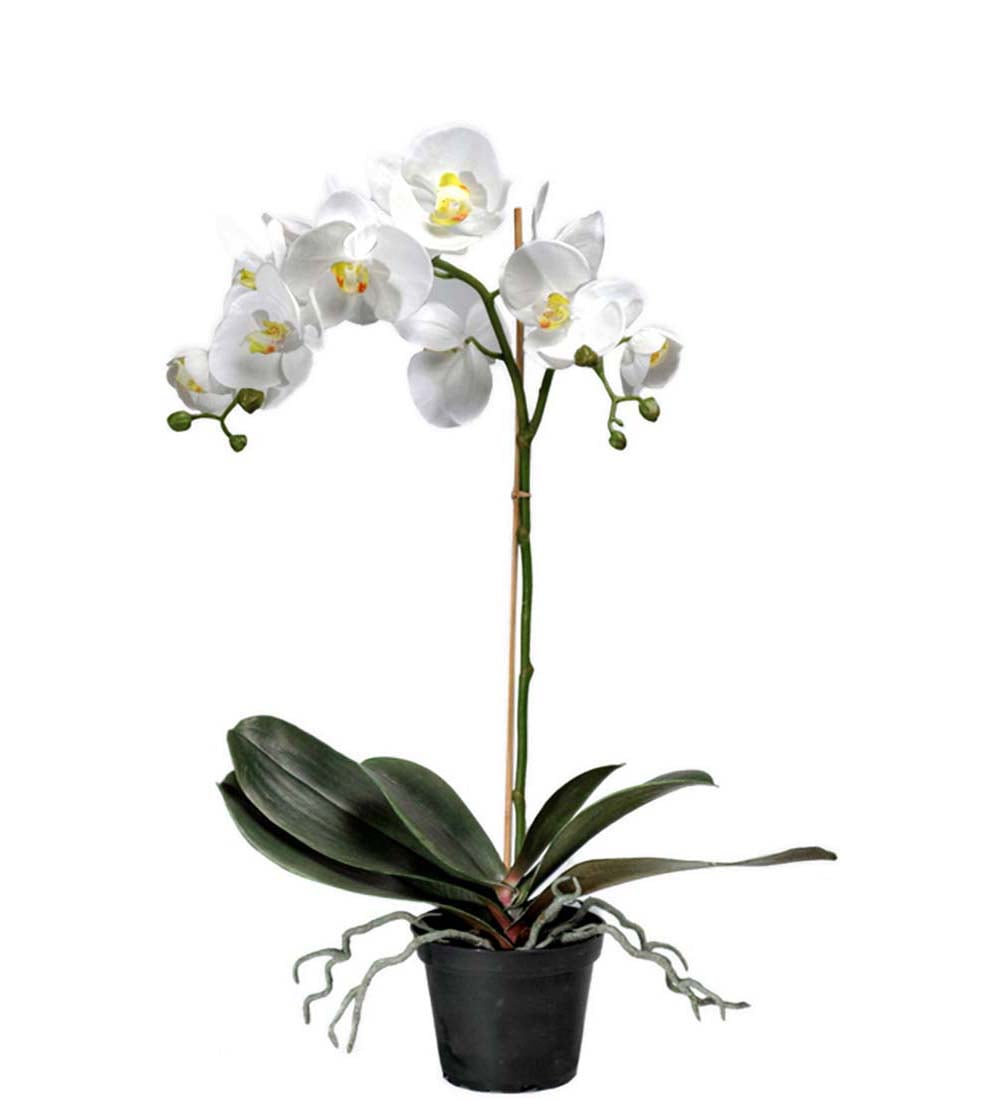 Phalaenopsis
