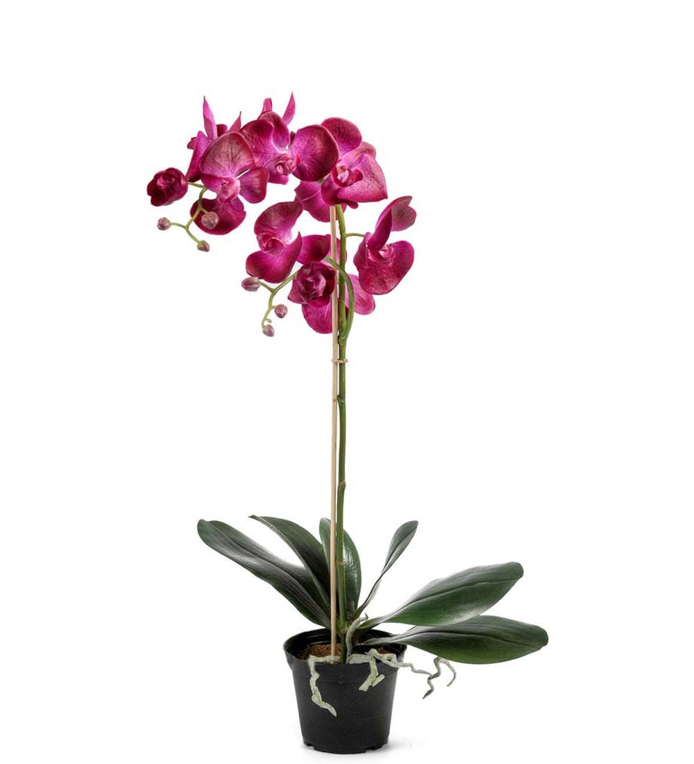 Phalaenopsis