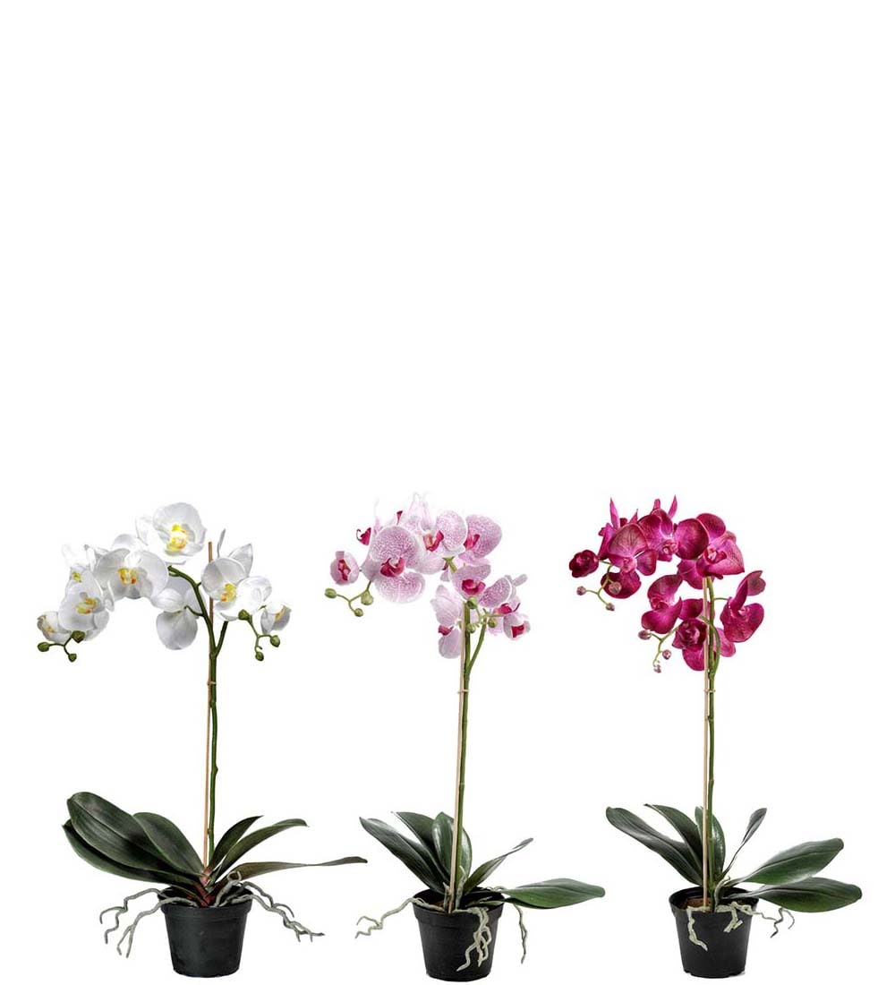 Phalaenopsis