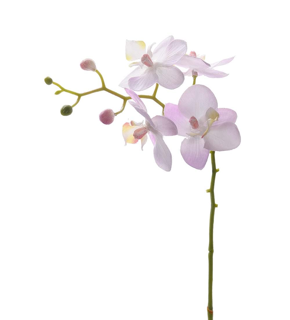 Phalaenopsis