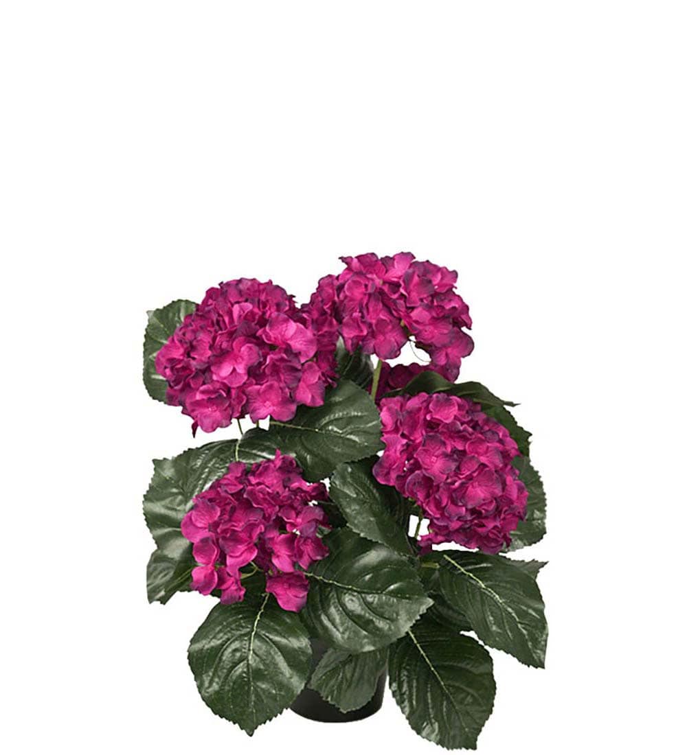 Hortensia