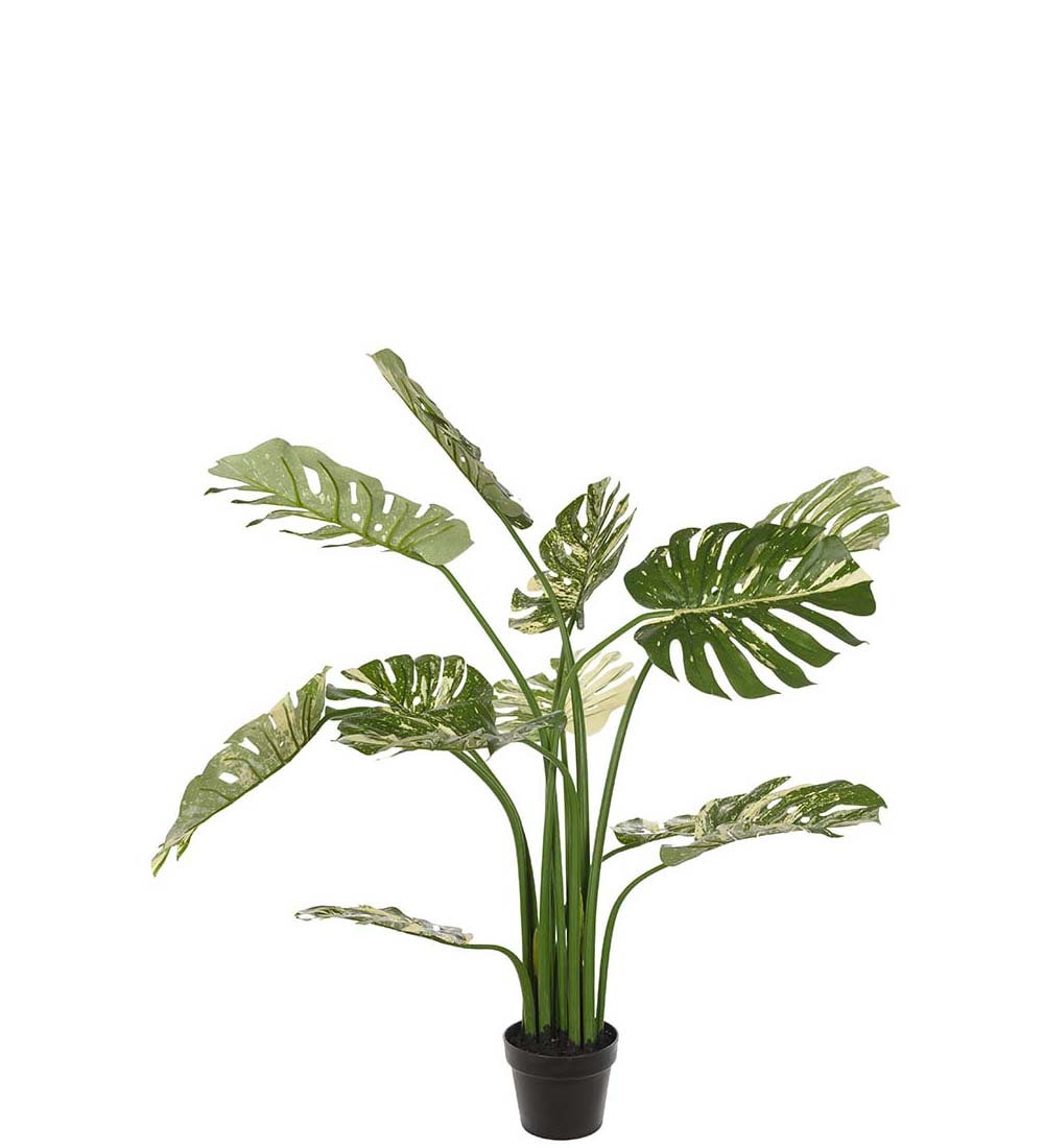 Monstera