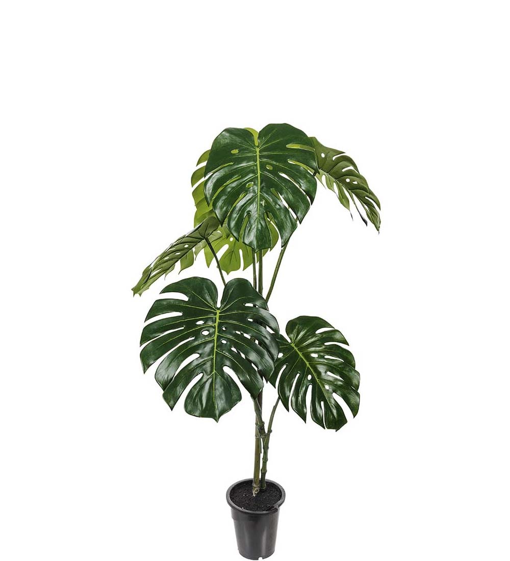 Monstera