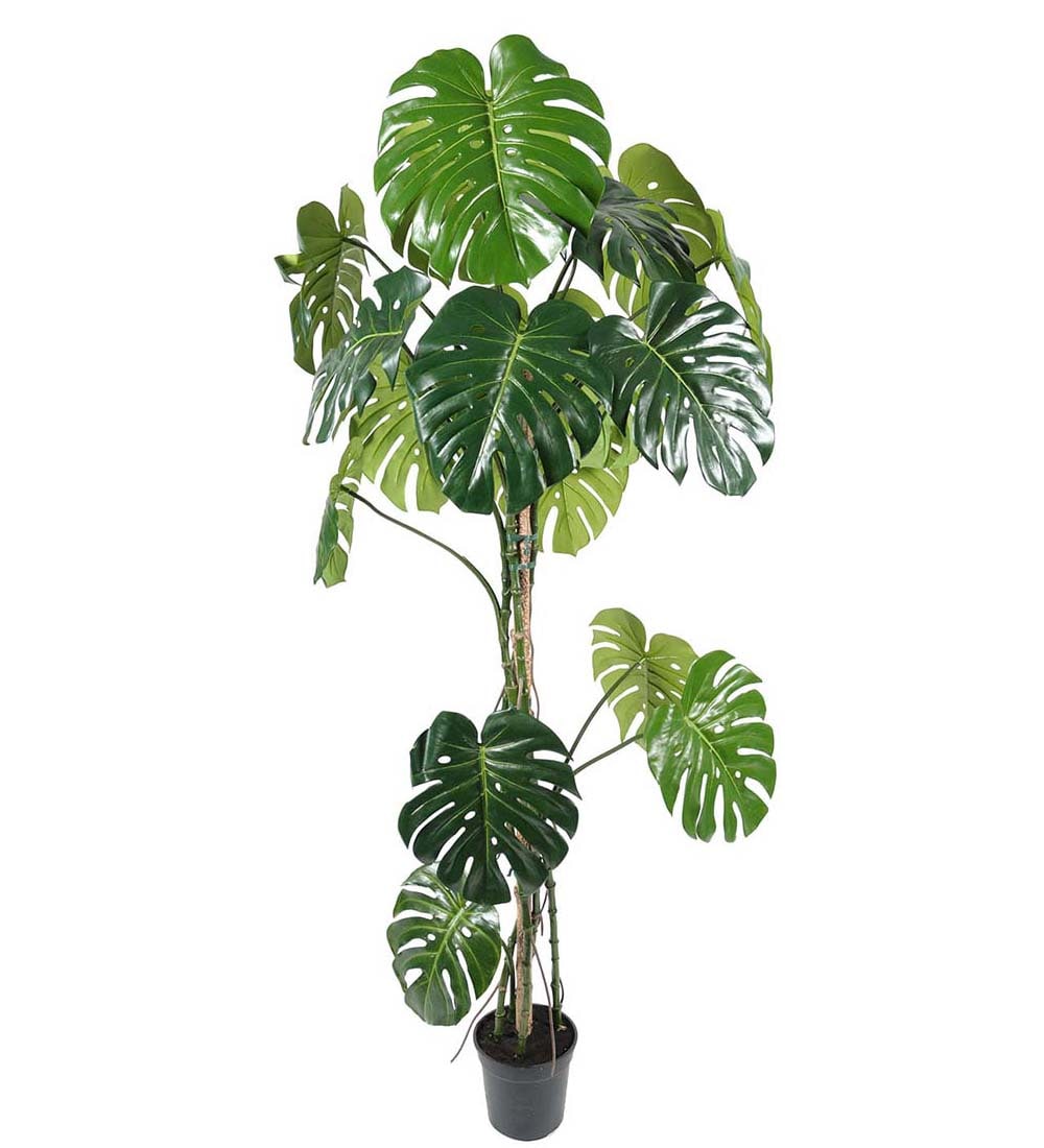 Monstera