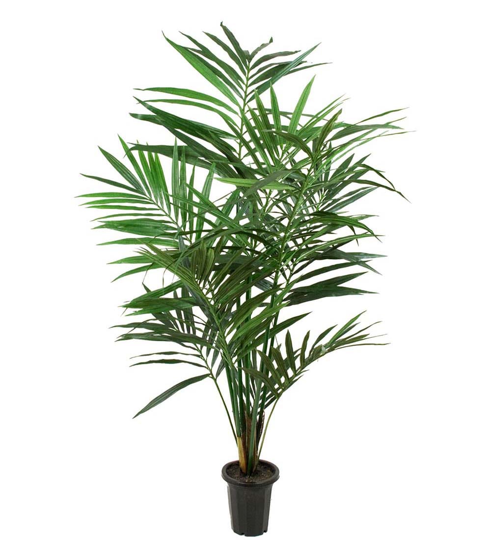 Kentia Palm