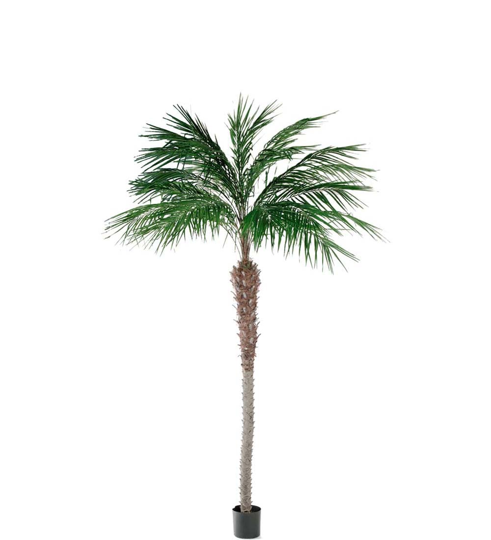 Phoenix Palm