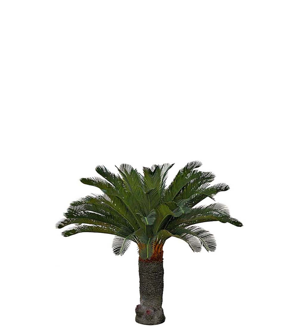 Cycas Palme