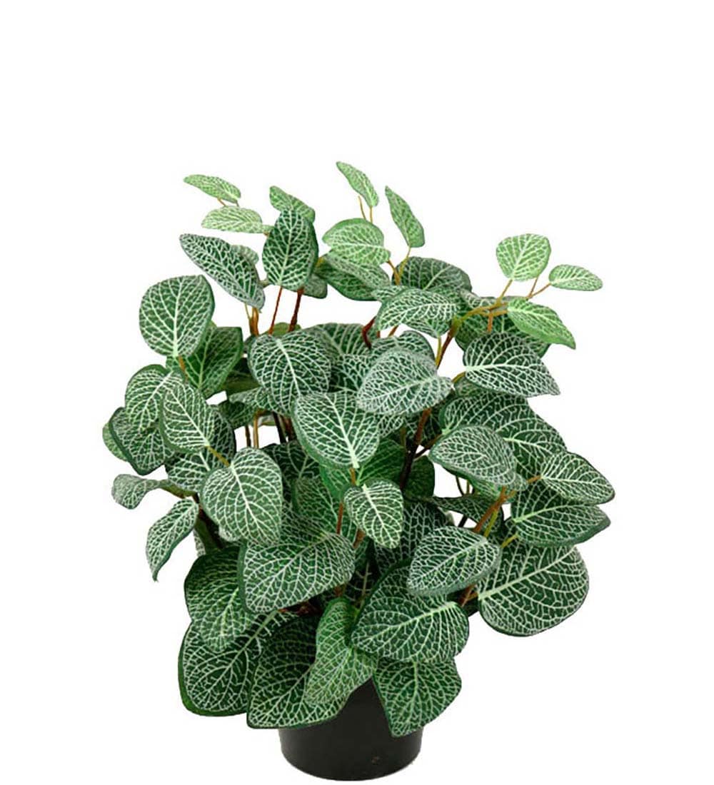 Fittonia