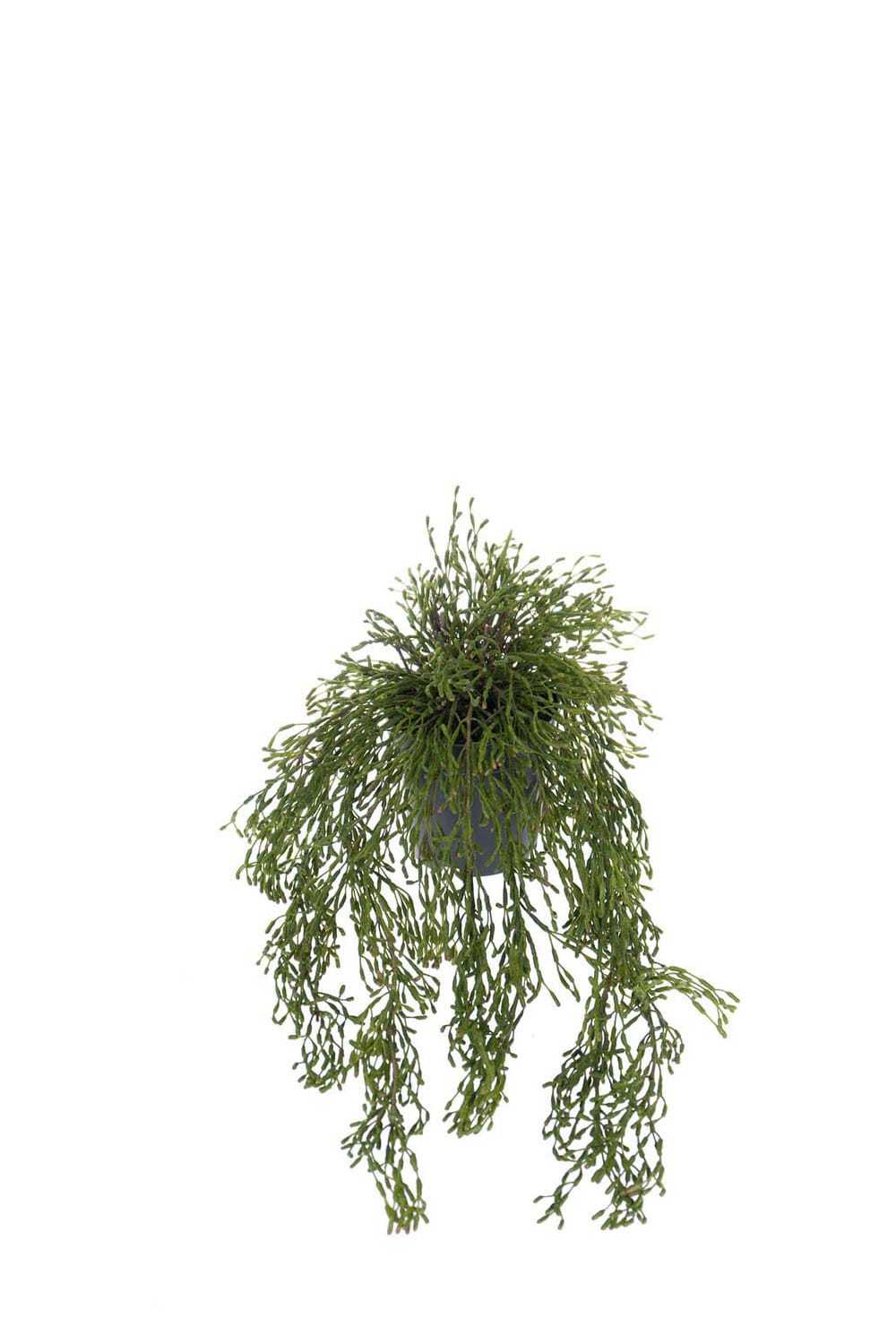 Kunstig grønn Rhipsalis 65 cm