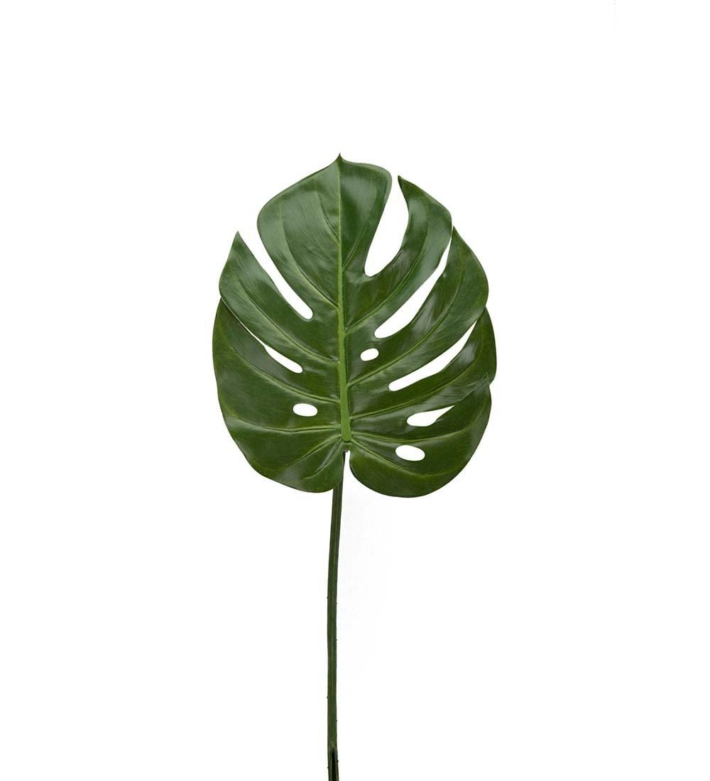 Monstera-blad
