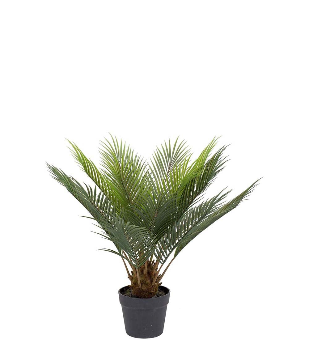 Cycas