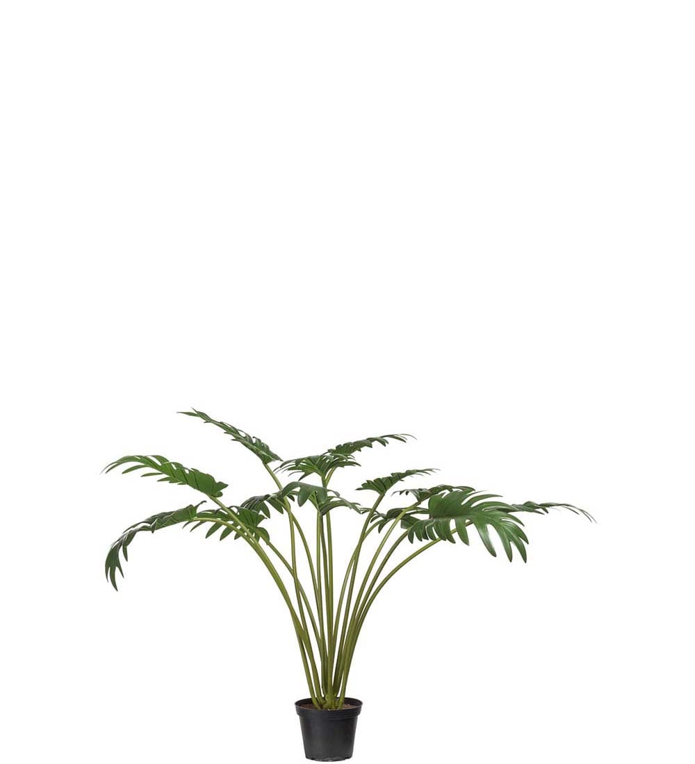 Philodendron
