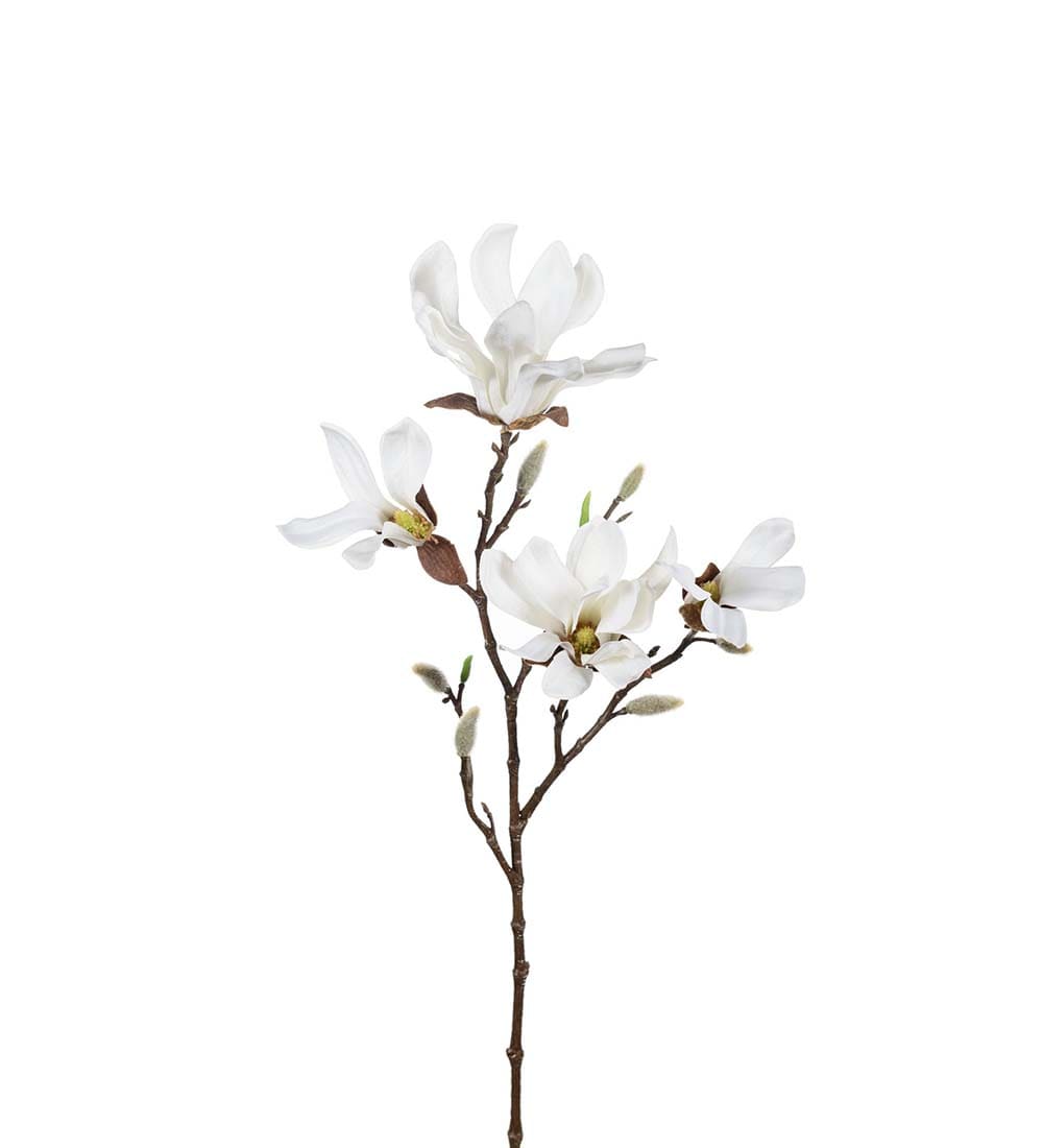 Magnolia