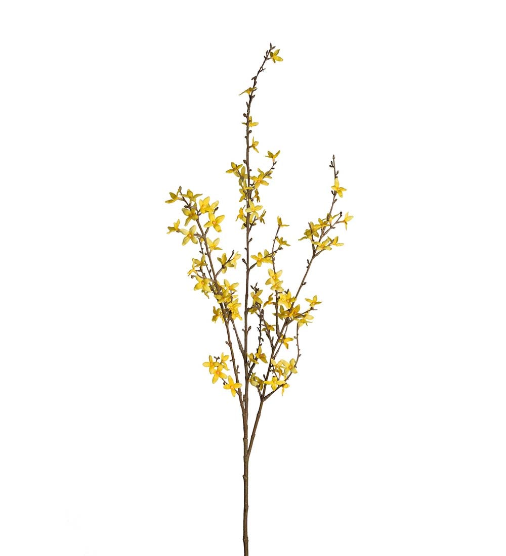 Forsythia