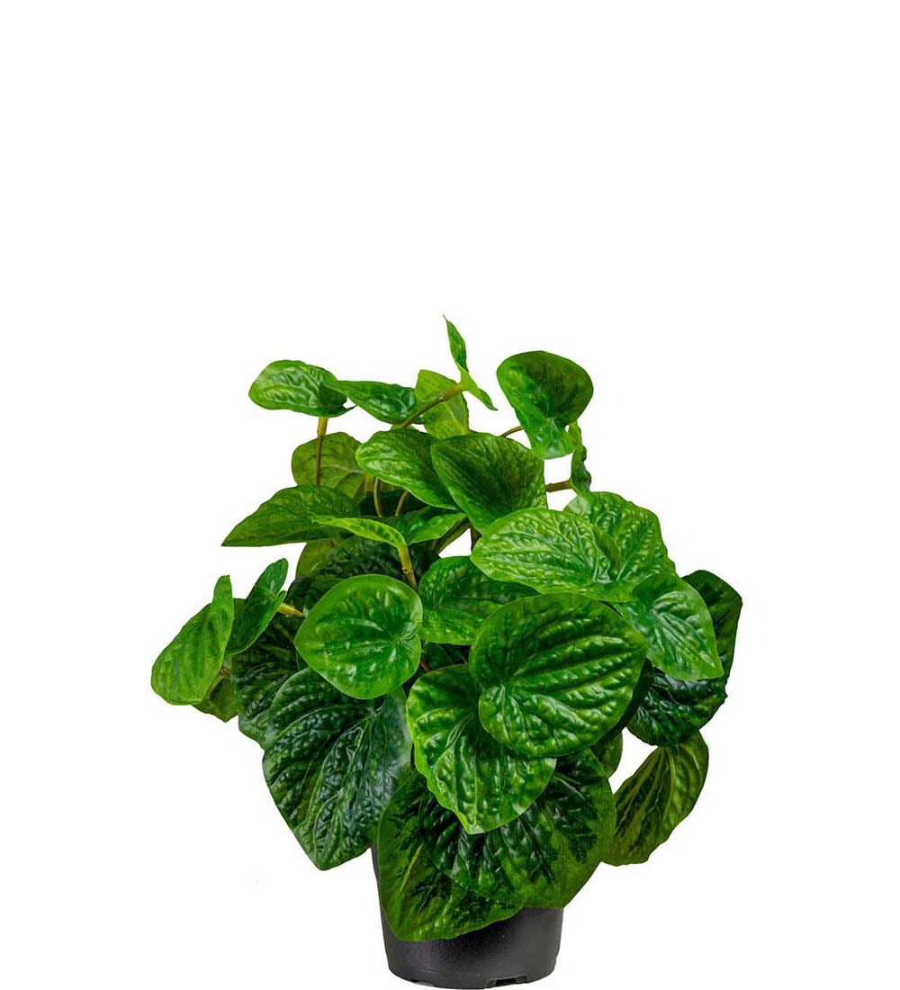 Peperomia