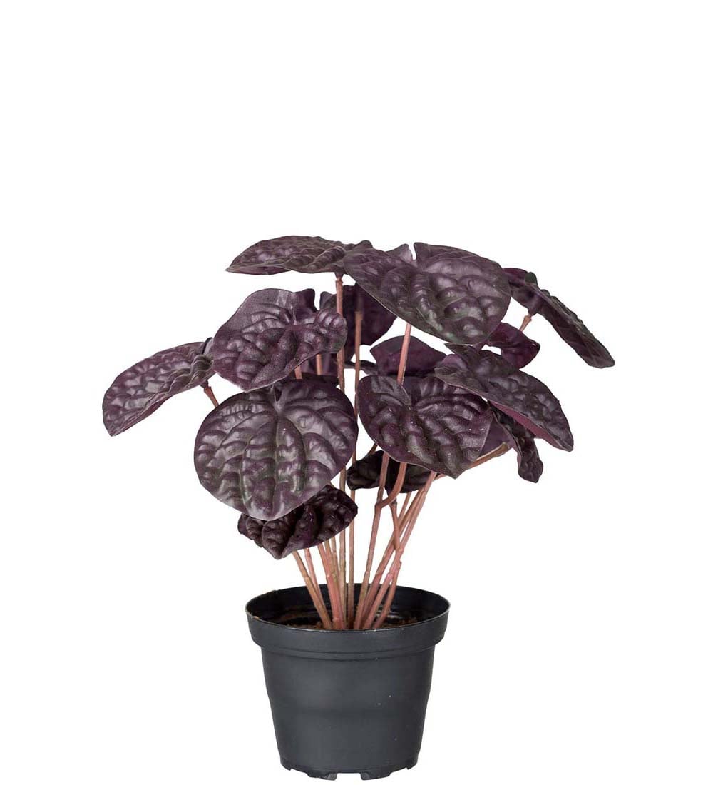 Peperomia