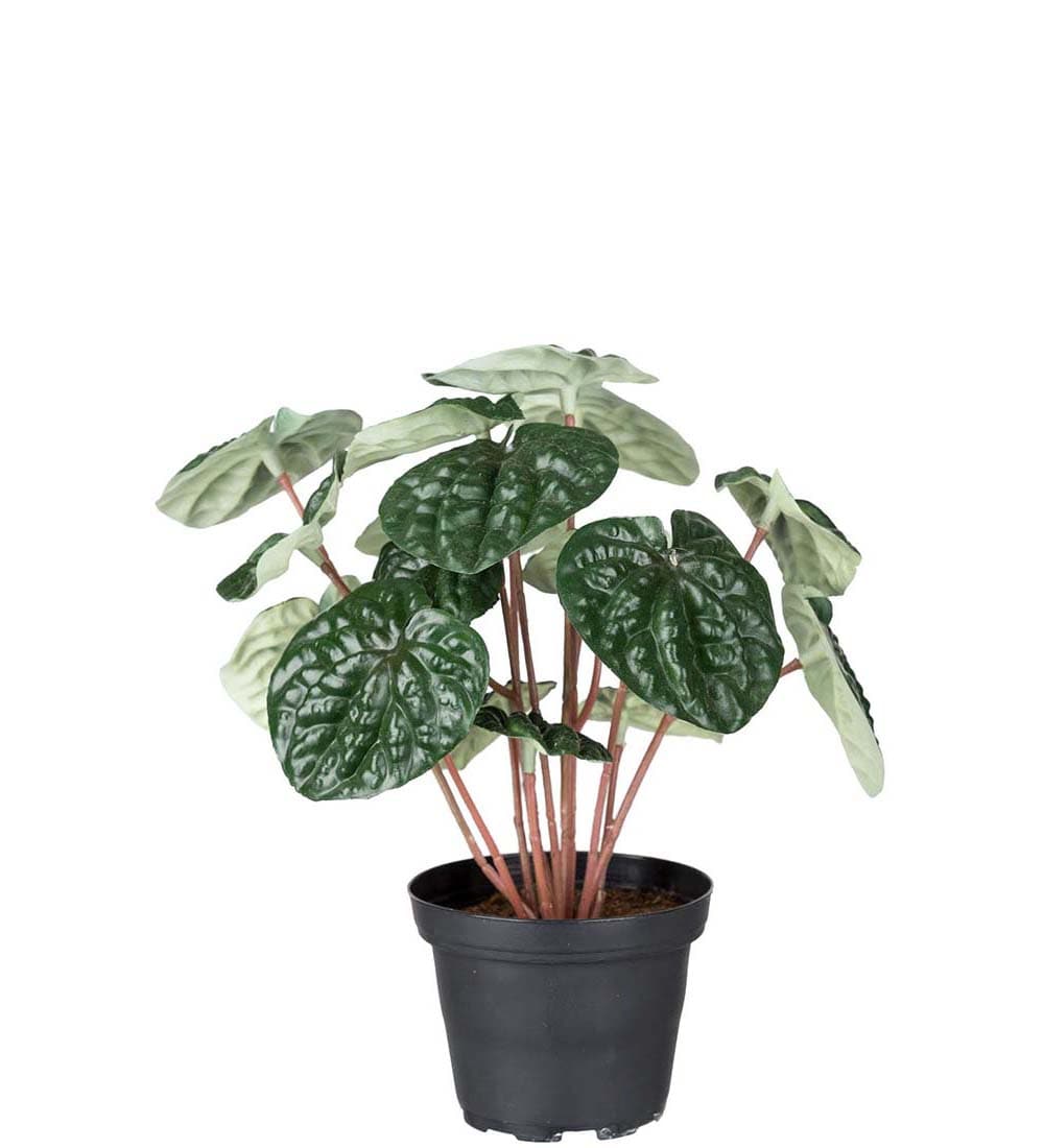 Peperomia