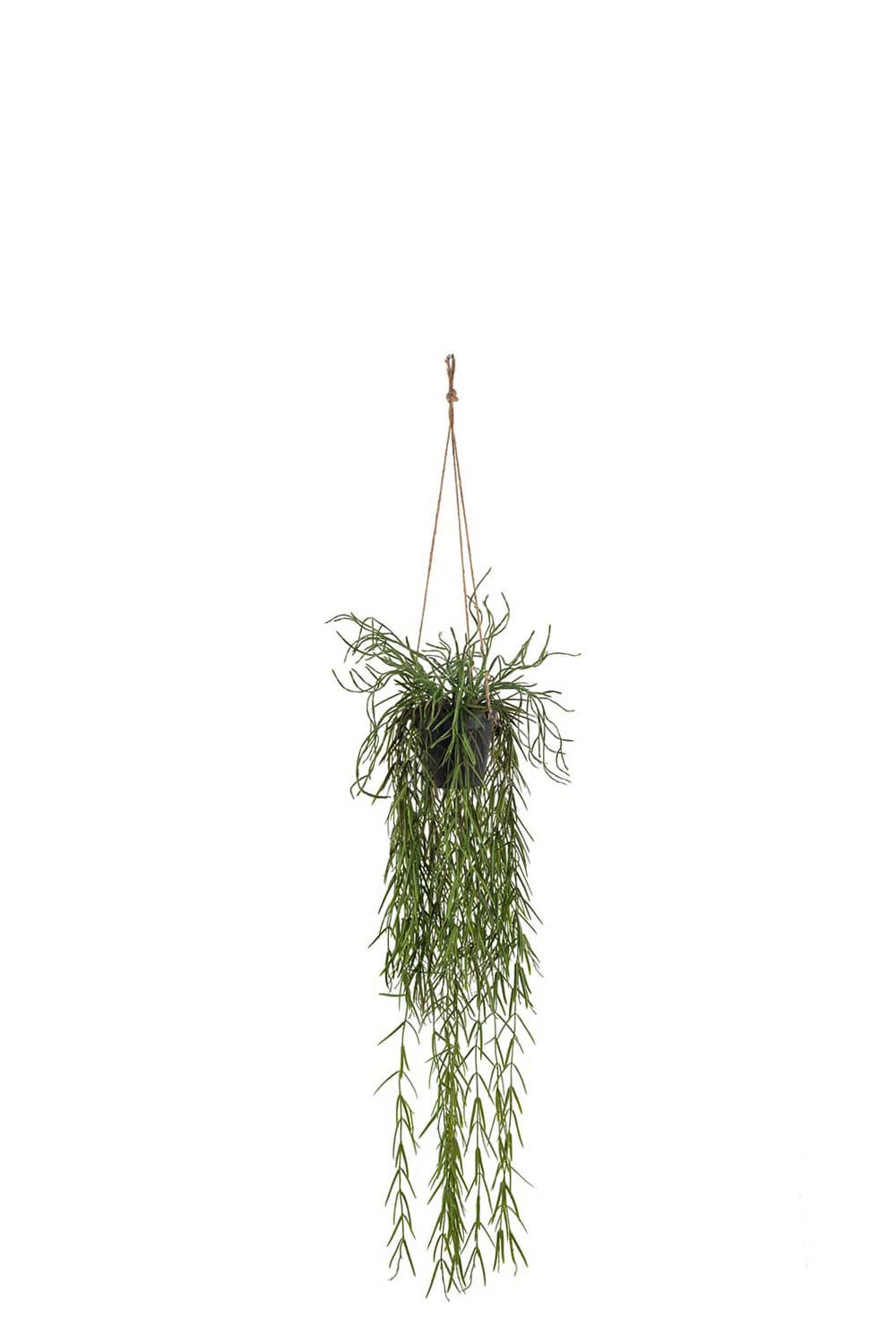 Kunstig grønn Rhipsalis 95 cm