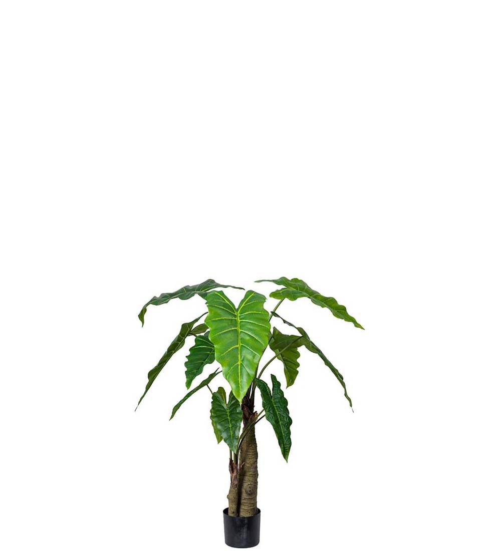 Alocasia