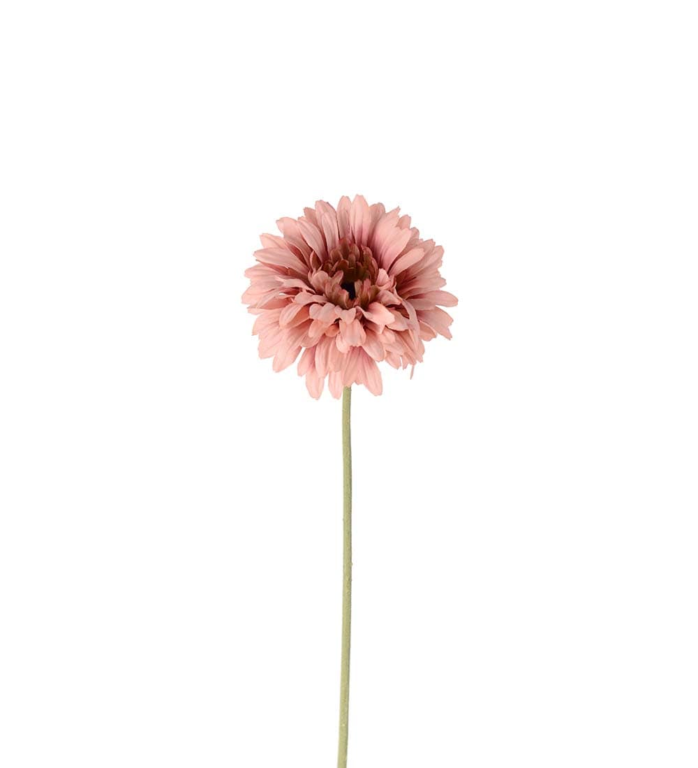 Gerbera