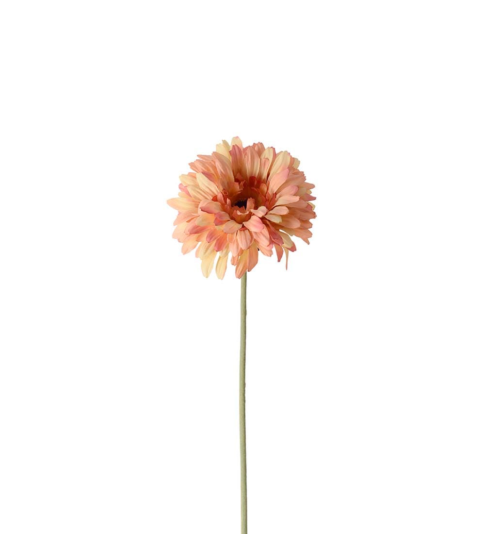 Gerbera
