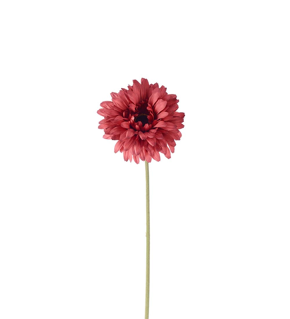 Gerbera