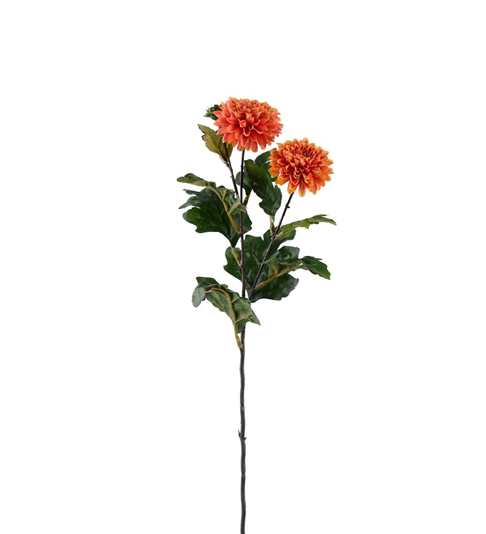 Chrysanthemum