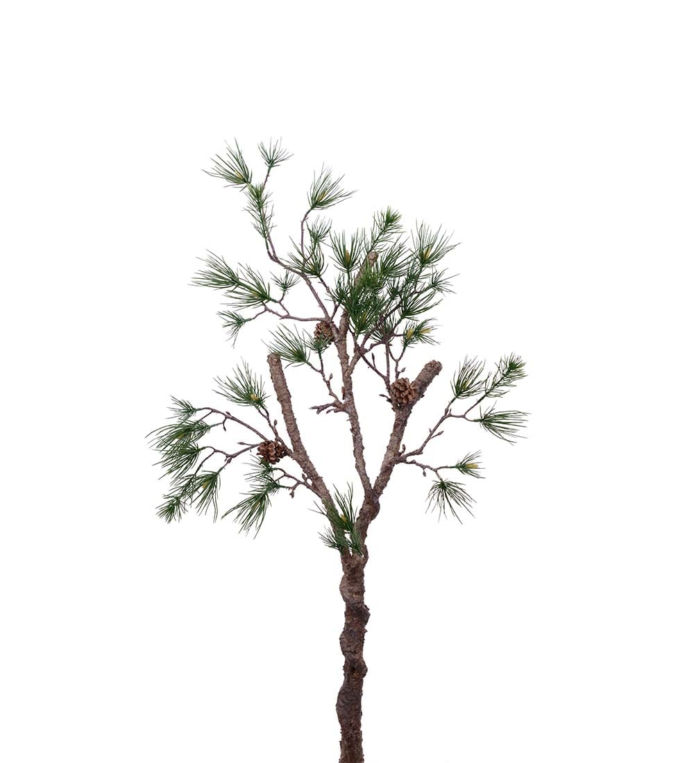 Furugren med kongler