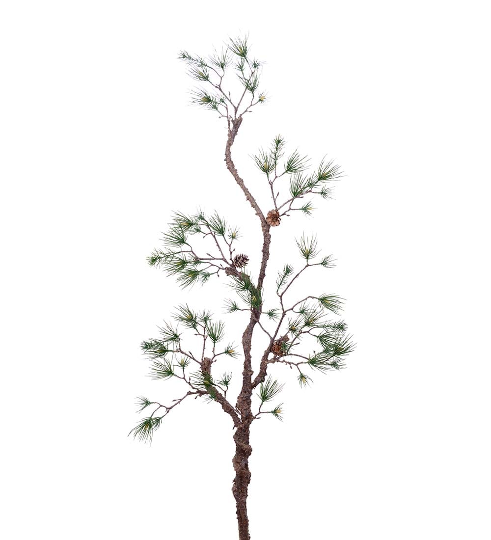 Furugren med kongler