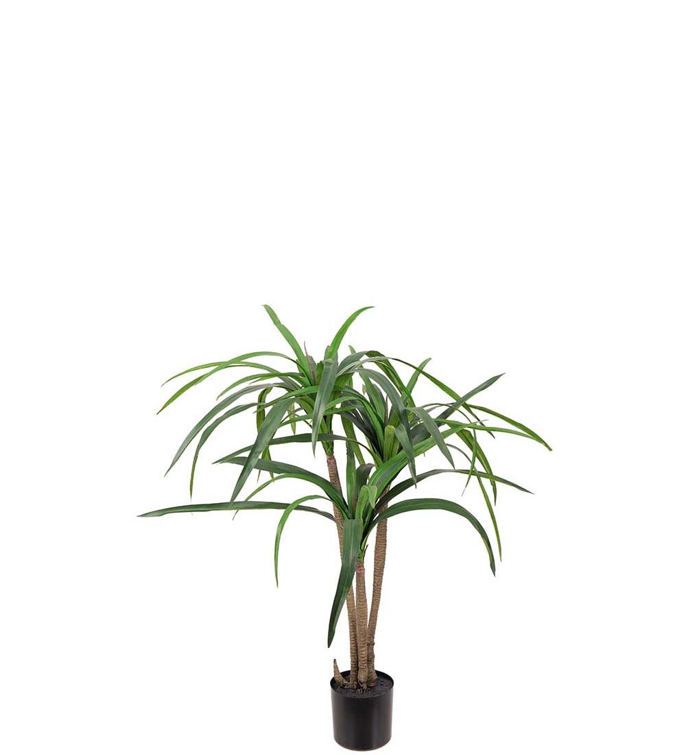 Dracena