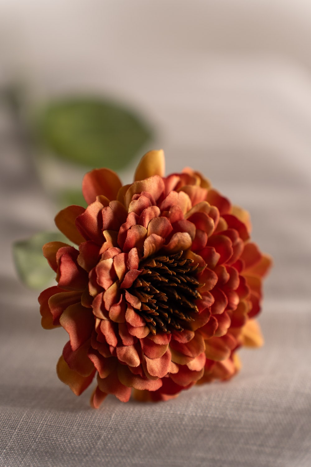 Zinnia