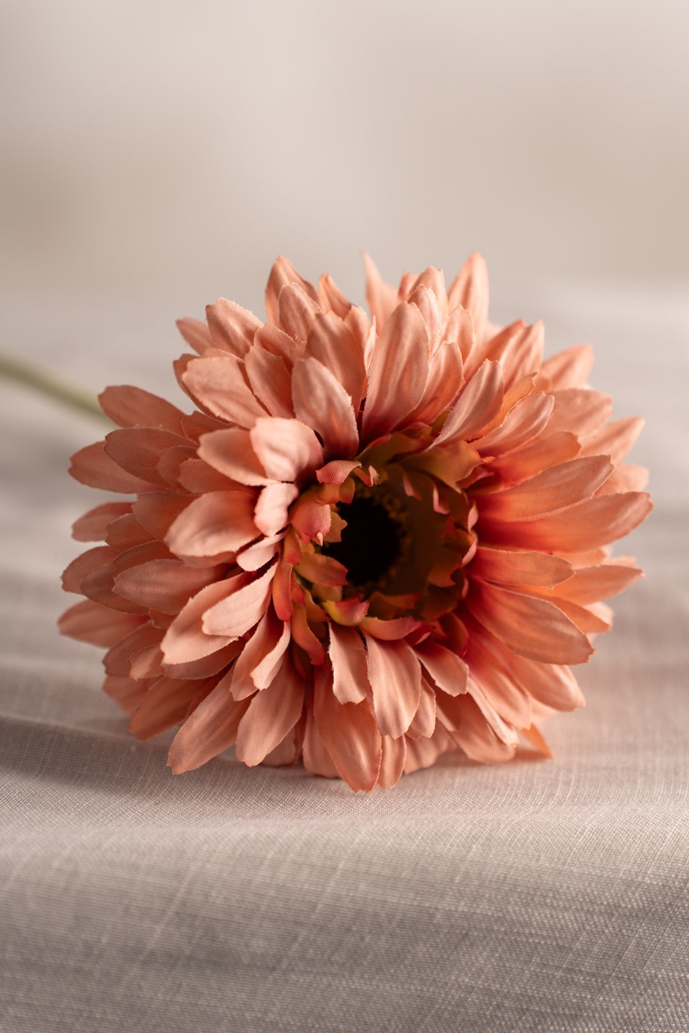 Gerbera
