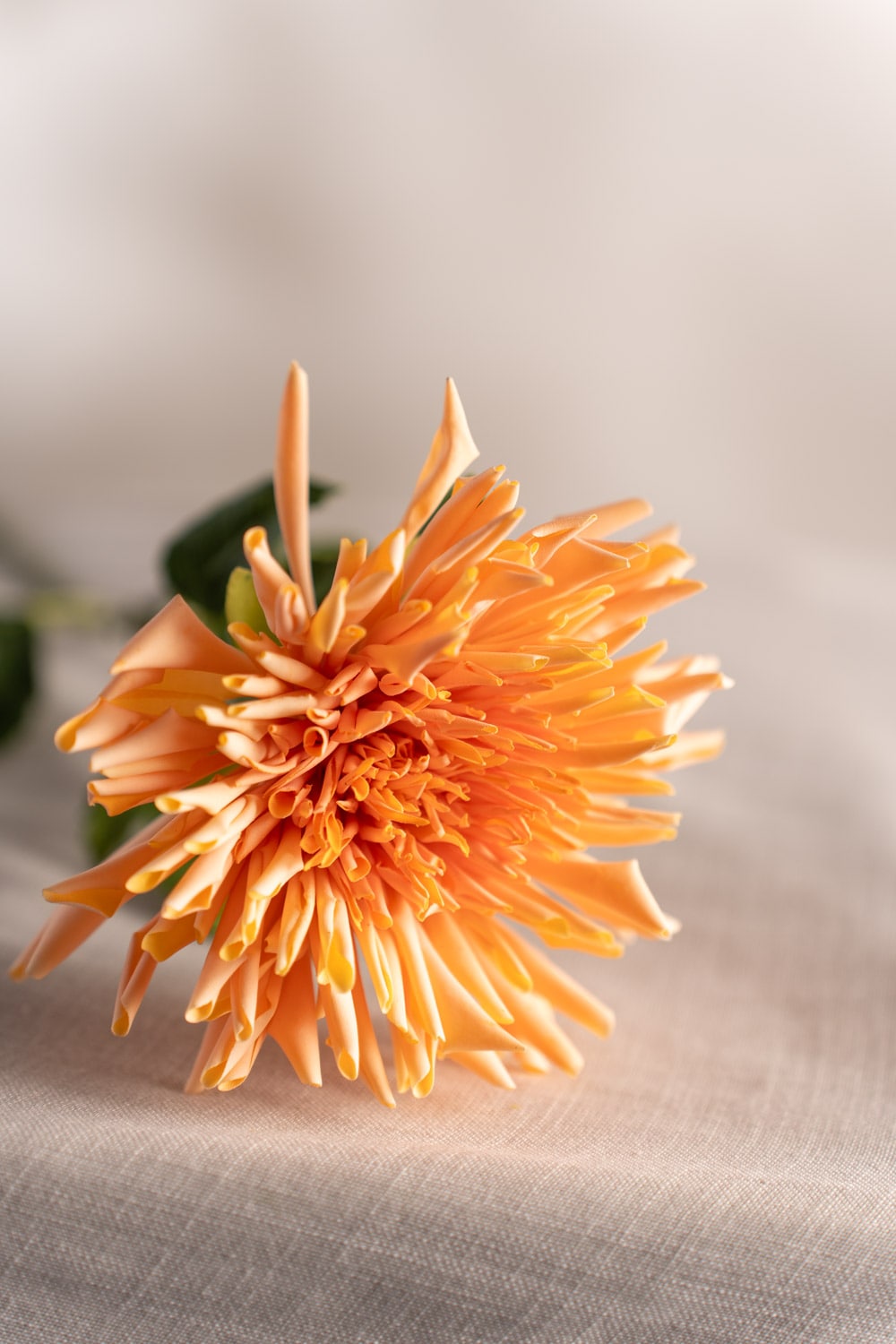 Chrysanthemum