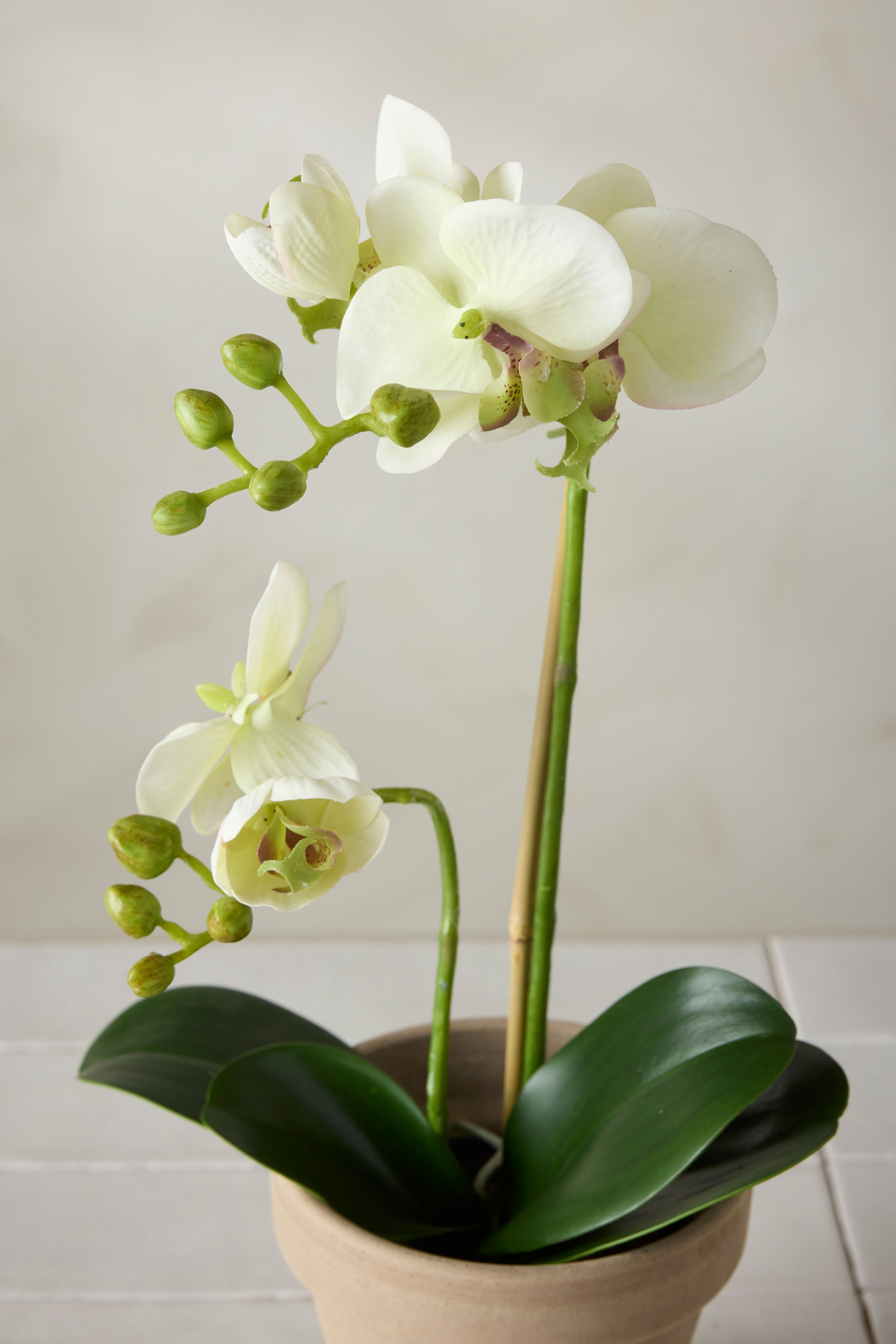Phalaenopsis