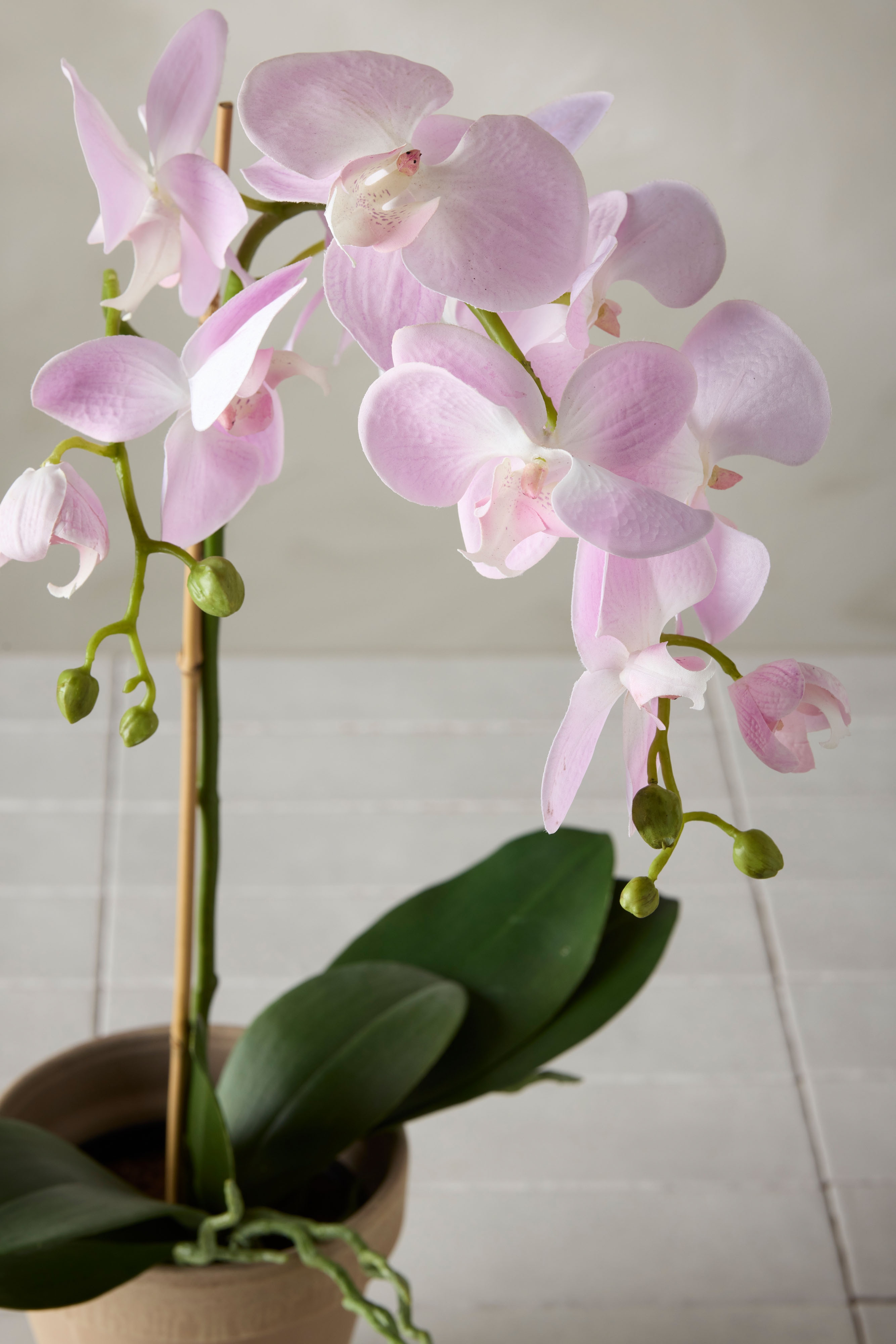 Phalaenopsis