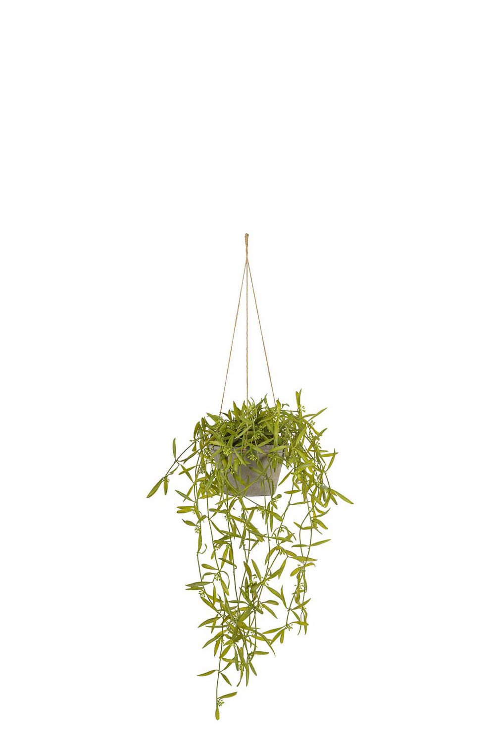 Kunstig grønn Hoya 20 cm