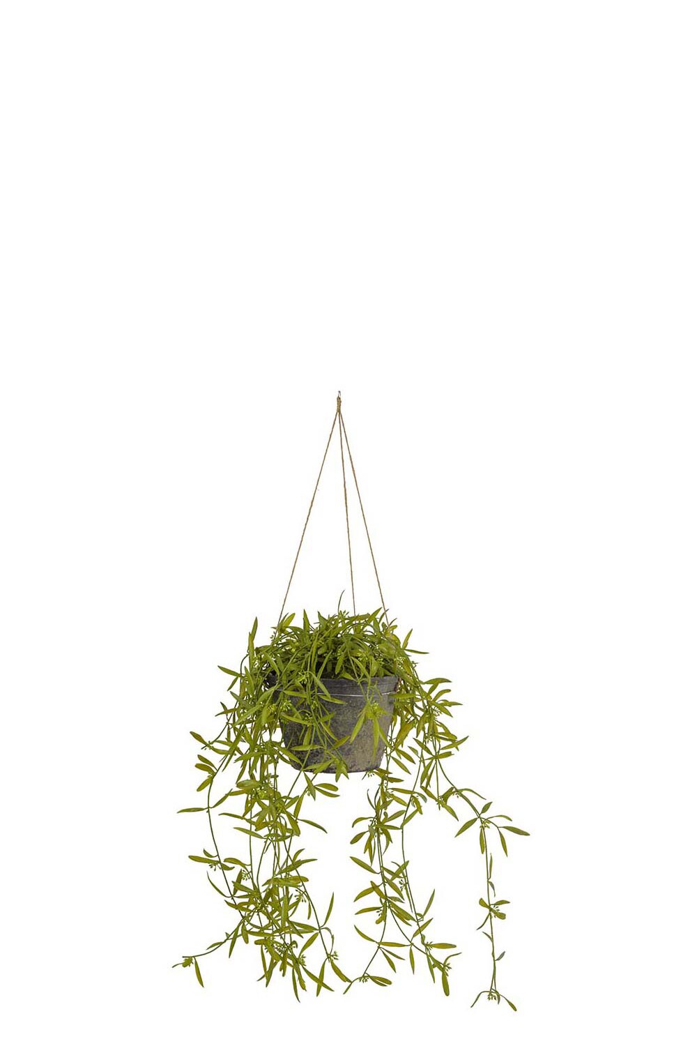 Kunstig grønn Hoya 25 cm