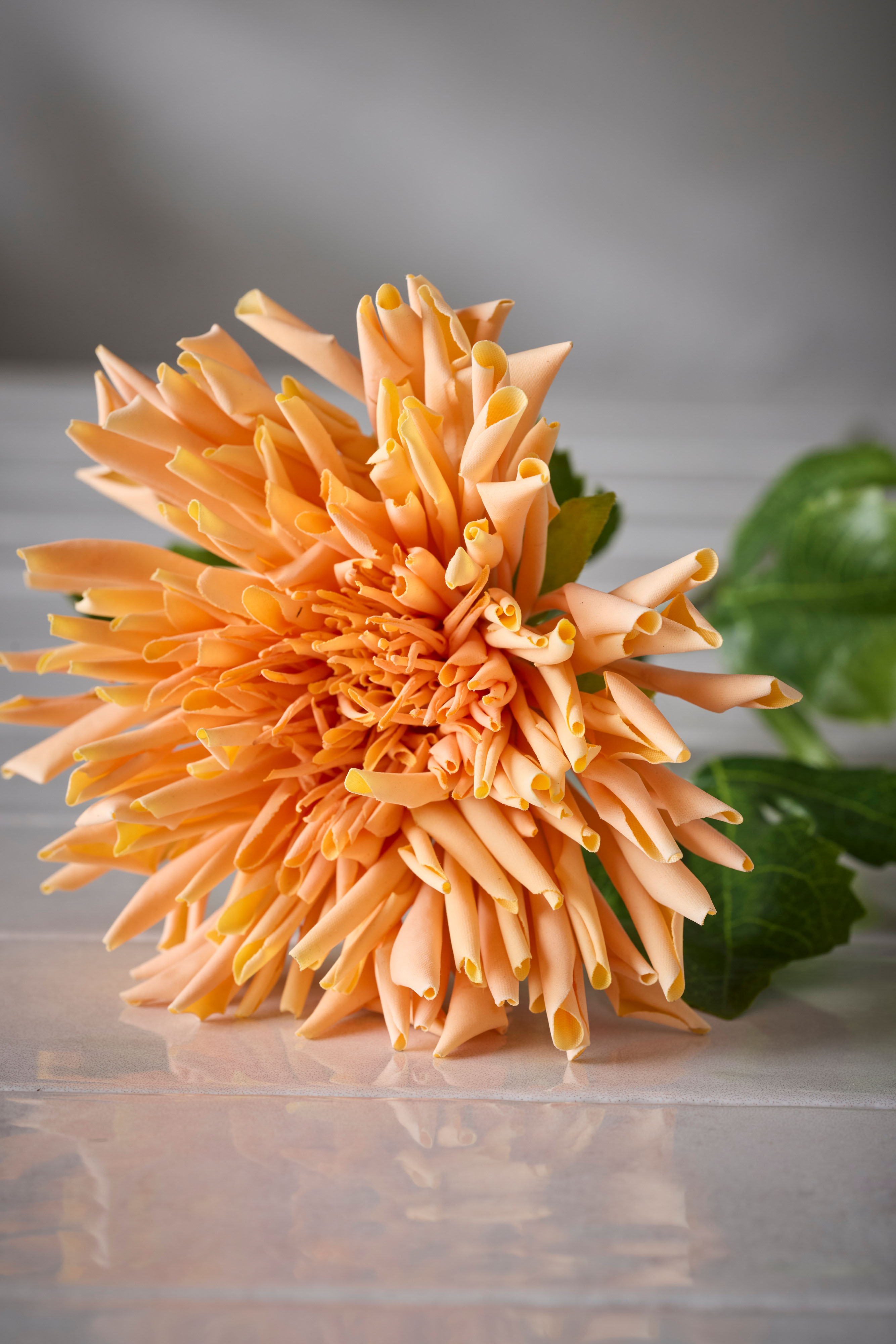 Chrysanthemum