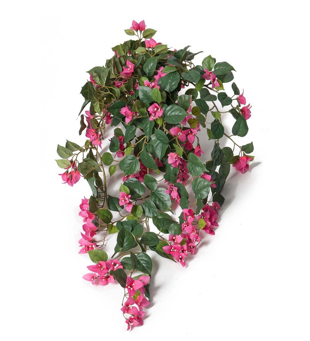 Bougainvillea