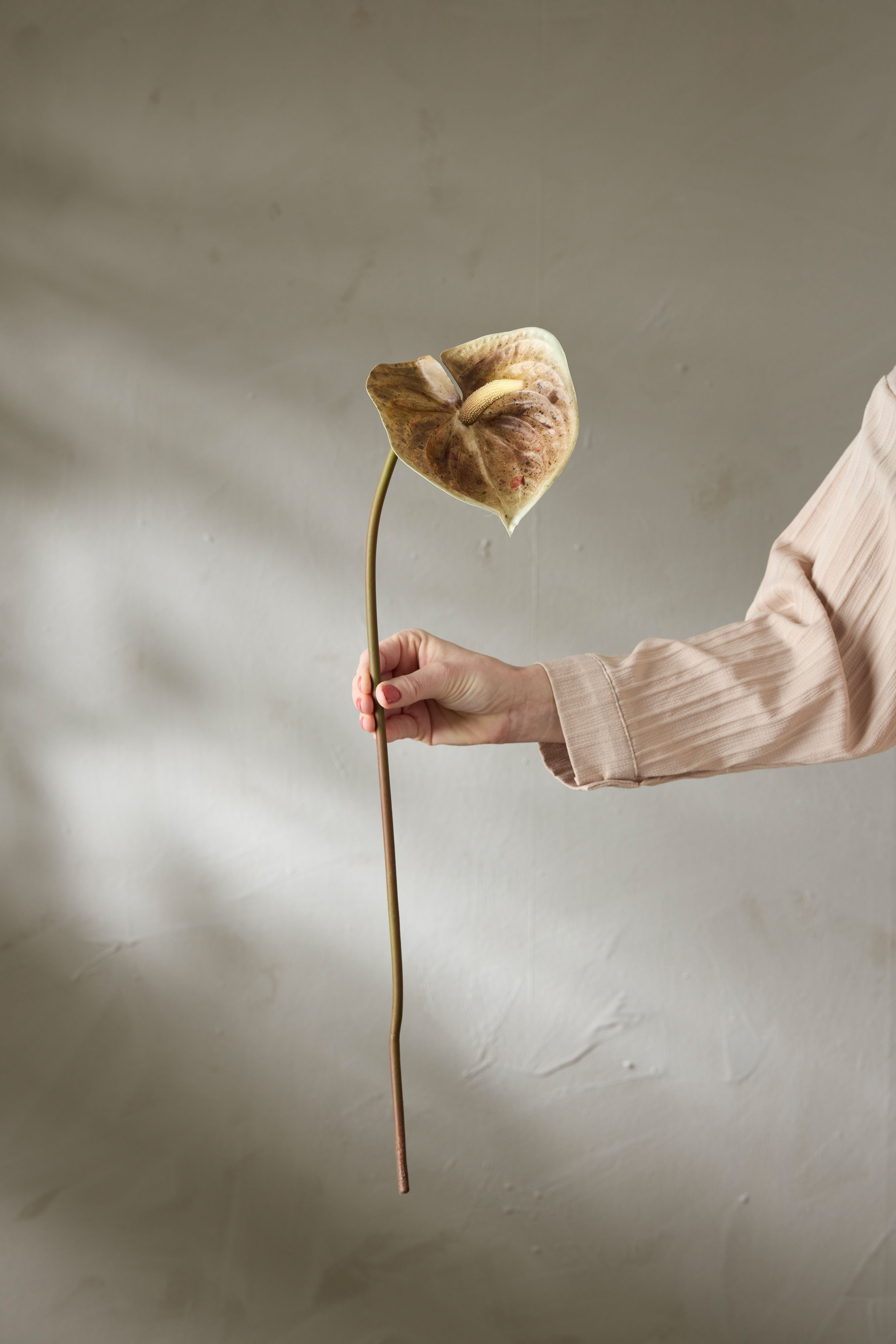 Kunstig brun Anthurium 70 cm