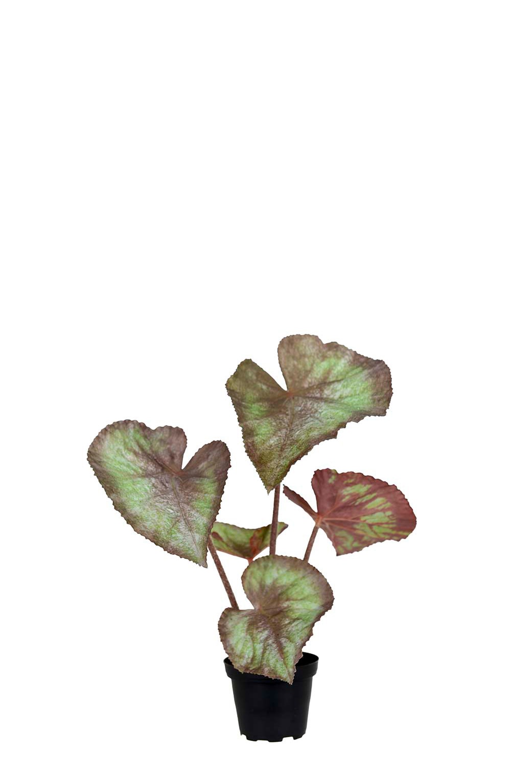 Kunstig grønn Rexbegonia 35 cm