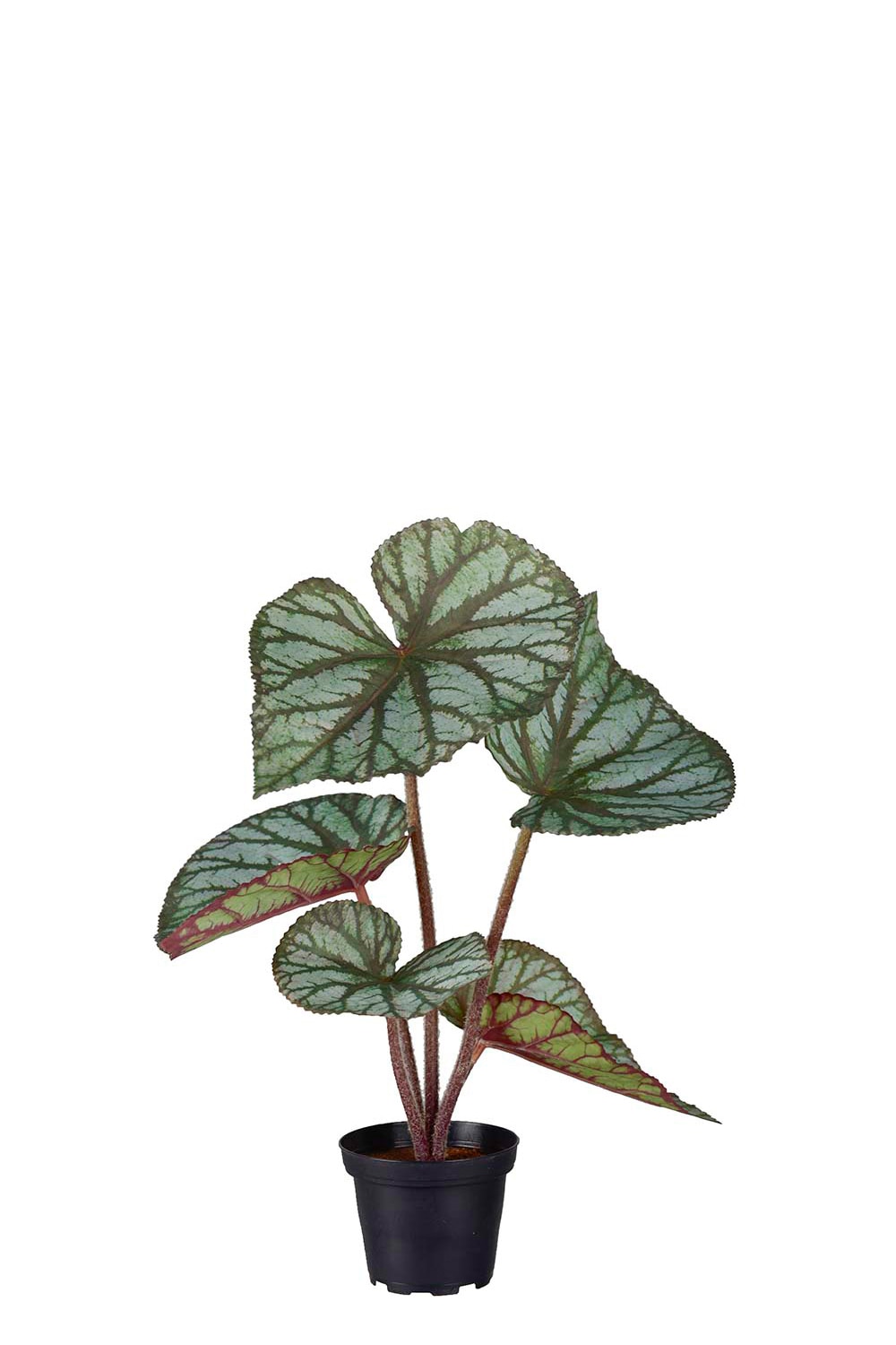 Kunstig Rexbegonia