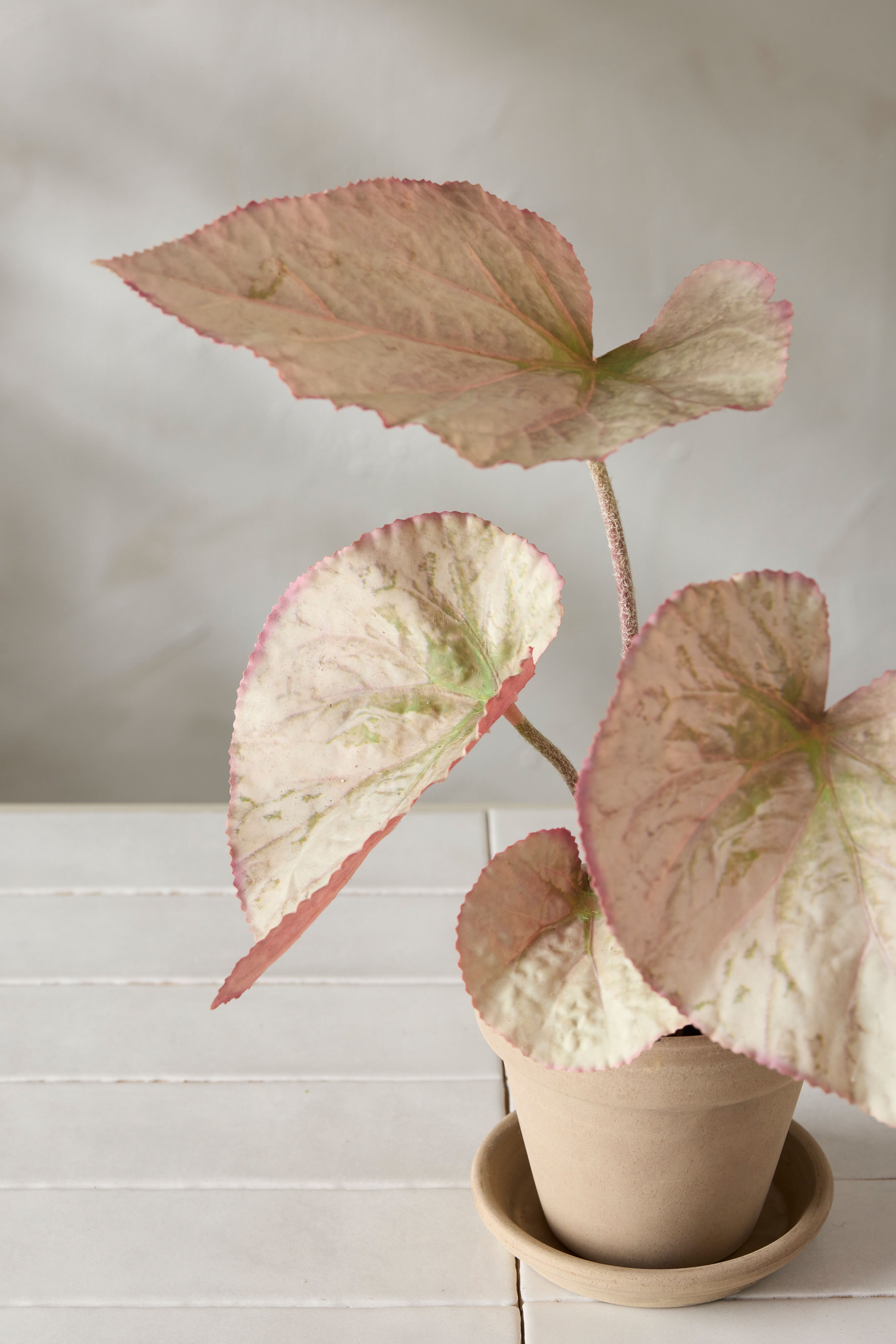 Kunstig flerfarget Rexbegonia 35 cm