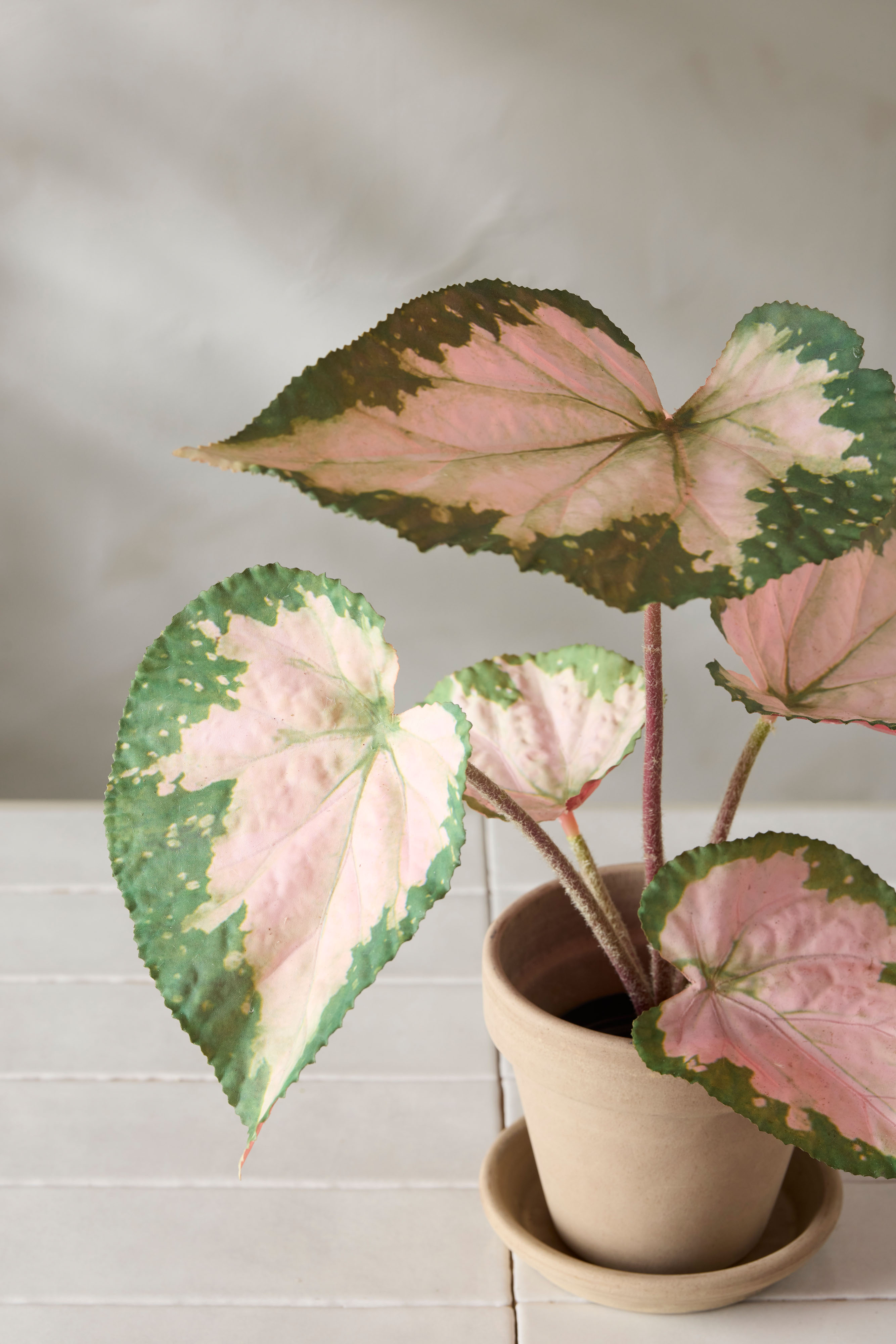 Kunstig flerfarget Rexbegonia 35 cm