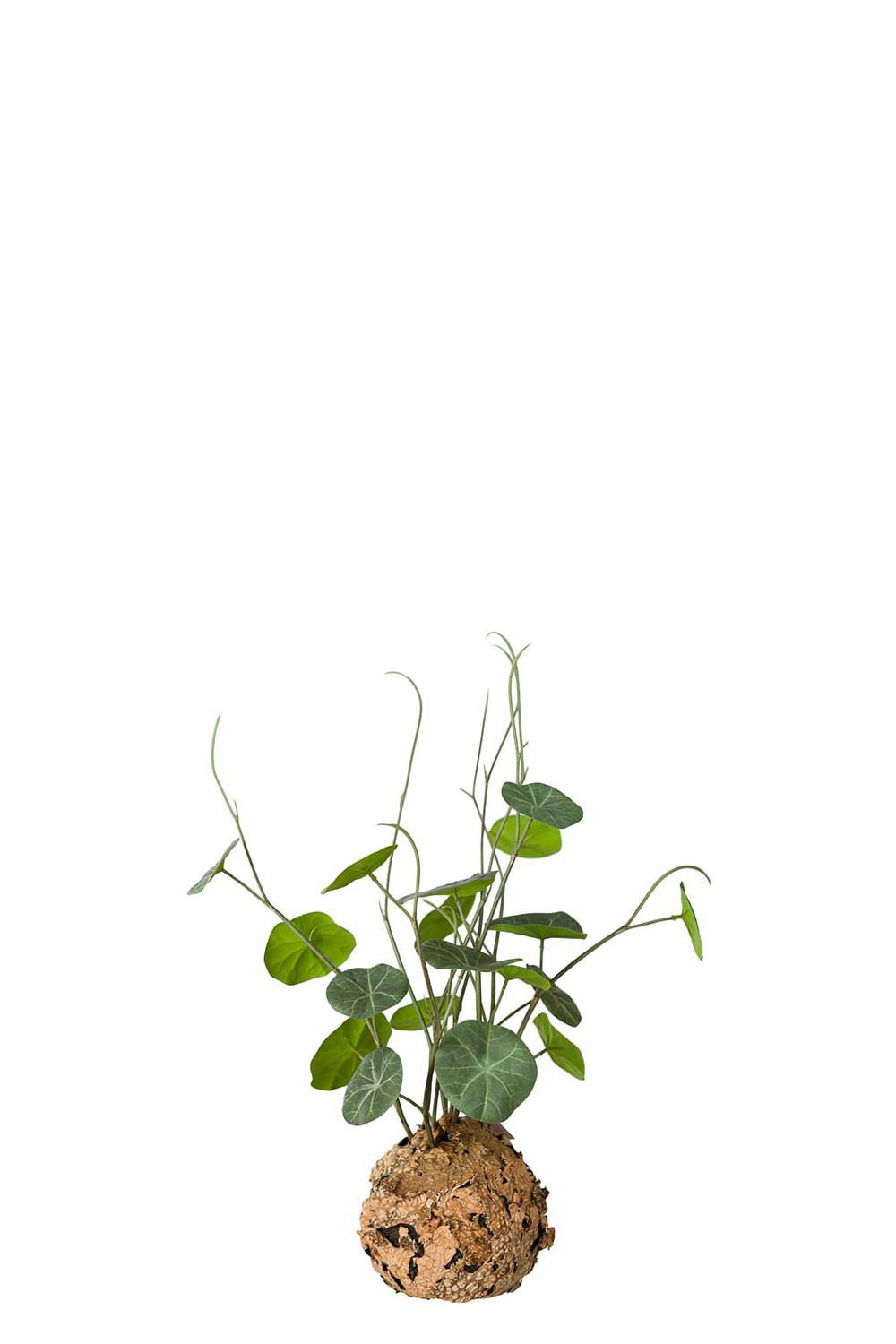 Kunstig grønn Stephania 45 cm